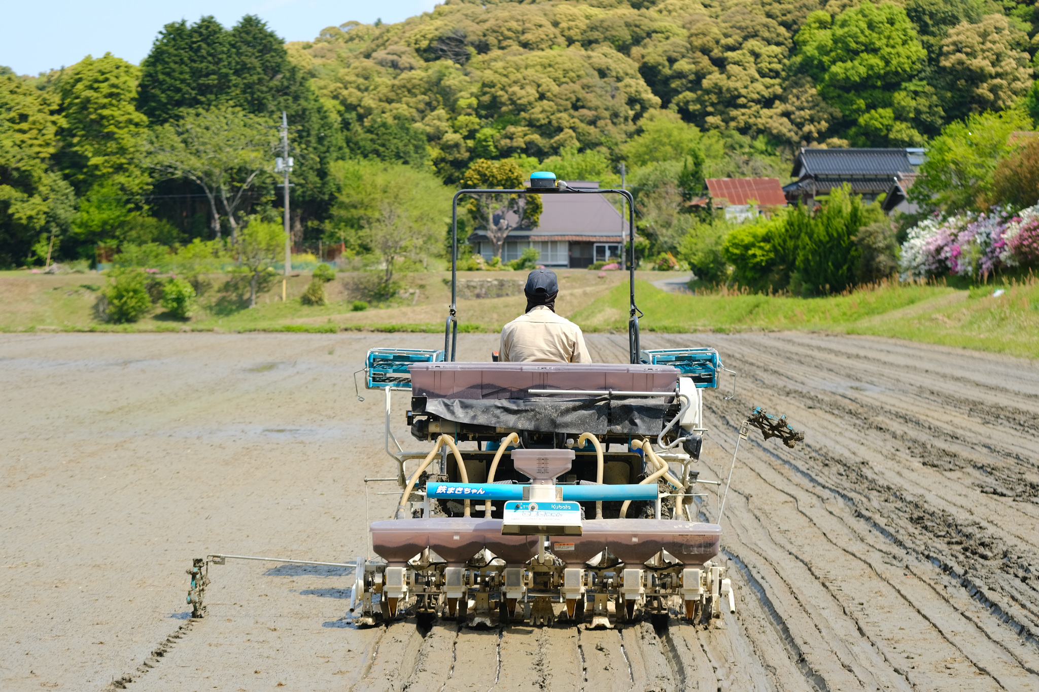 乾田直播